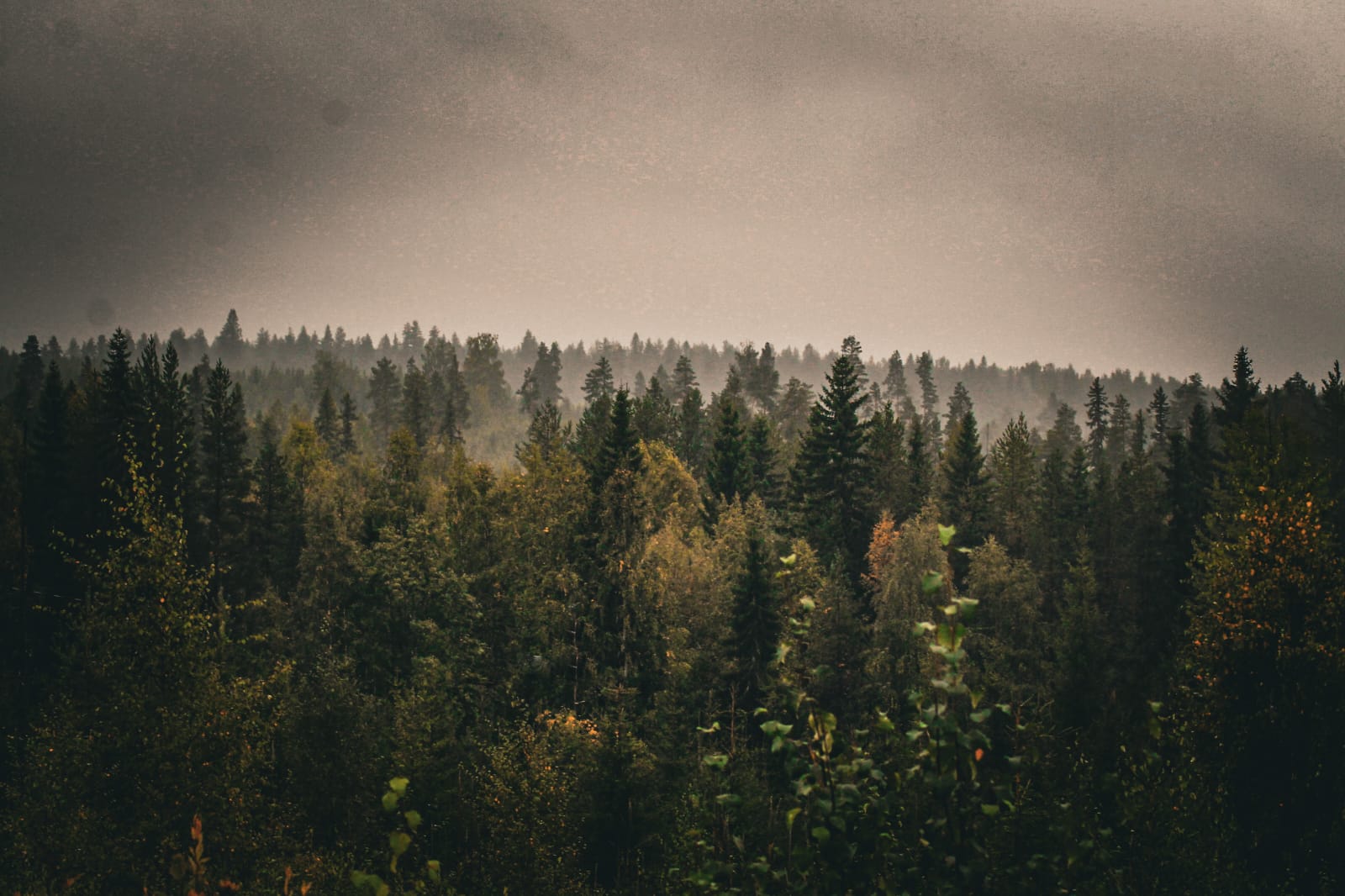 Metsä